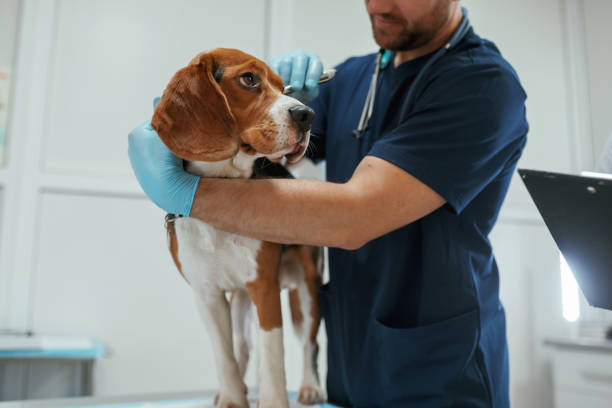 Vétérinaire de la clinique Au Bonheur des Chiens